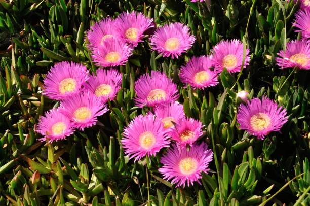 patch di fichi hottentot rosa in bretagna - brittan foto e immagini stock