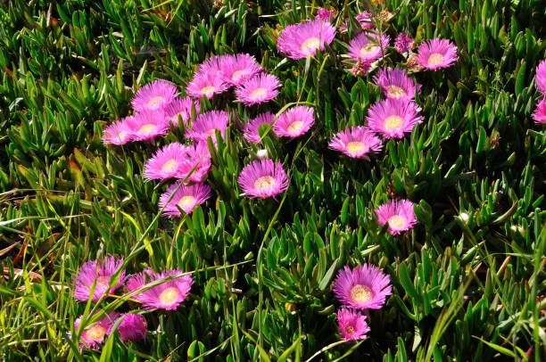 patch di fichi hottentot rosa in bretagna - brittan foto e immagini stock