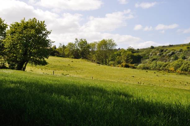 istock Green grass meadow woody hedgerow 967876750