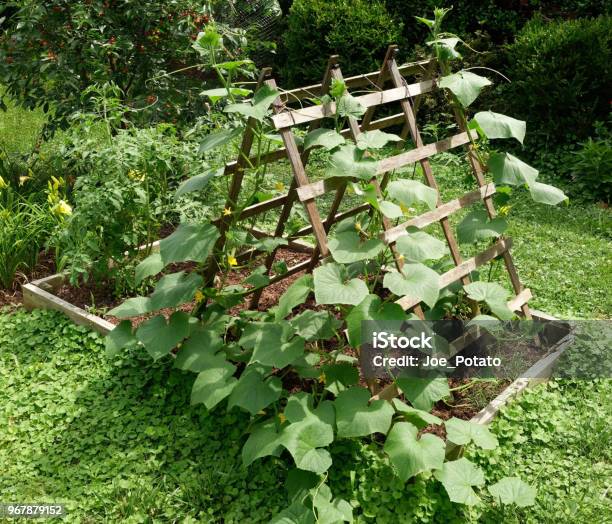 Vegetable Planter Wiyh Trellis Stock Photo - Download Image Now - Trellis, Vegetable Garden, Vegetable