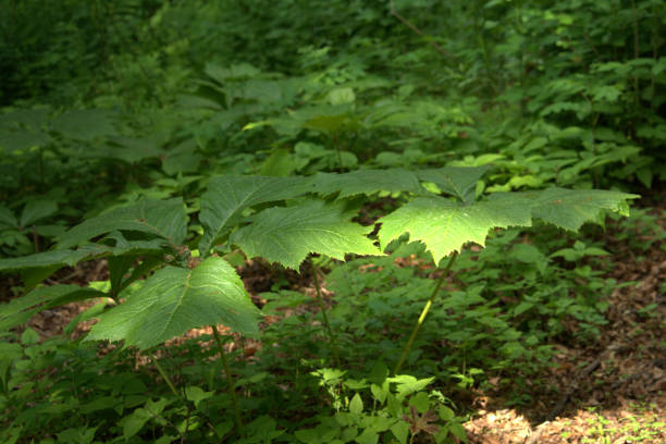 istock Woodland floor 967884178