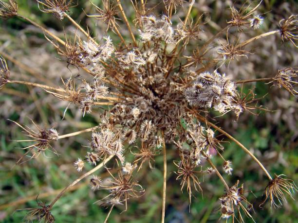 istock Autumn Queen Anne's Lace 967884700