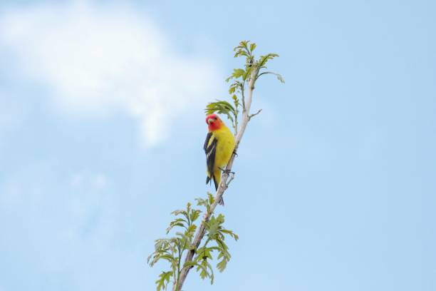 Western Tanager A welcome site in spring is the western tanager at the tree-top piranga ludoviciana stock pictures, royalty-free photos & images