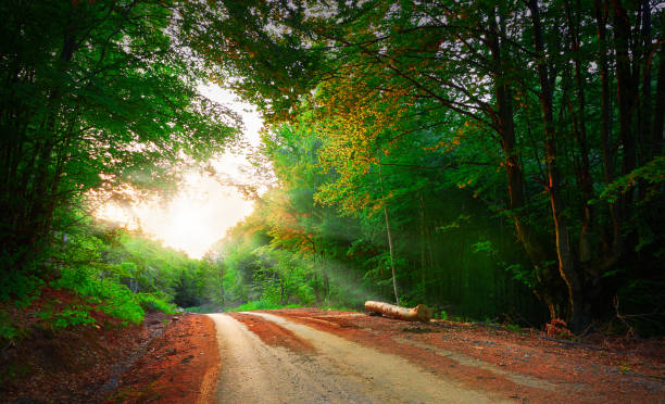 istock A view of road deep in the forest. 967893422
