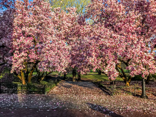 istock Central Park, New York City spring 967896446
