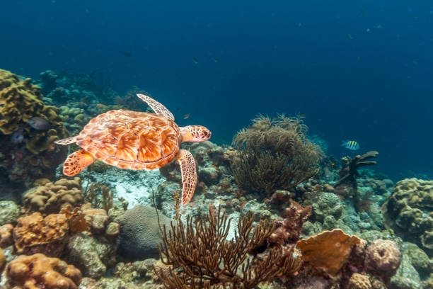 istock green sea turtle,Chelonia mydas 967896580