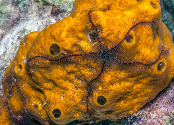 istock sponge brittle star,marine ,invertebrate 967896618