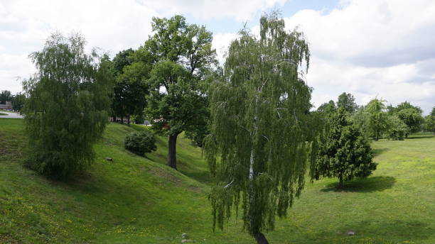 istock Russia Green Nature parks 967899214