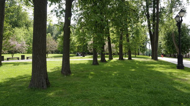 istock Russia Green Nature parks 967899486