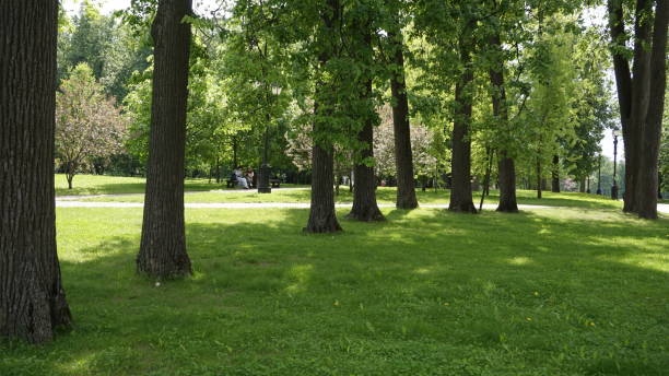 istock Russia Green Nature parks 967899518