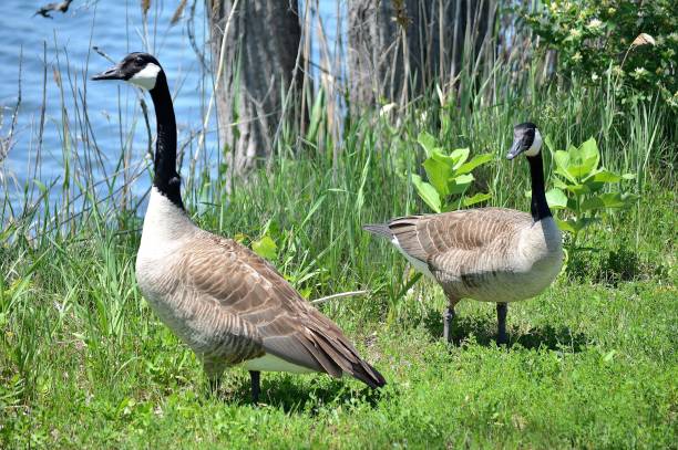 istock Nature, 