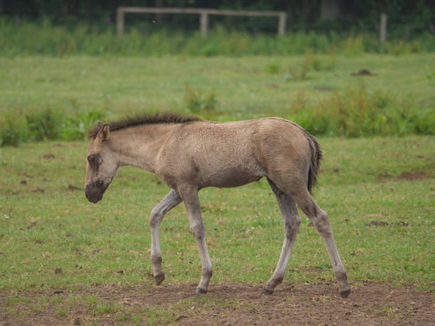 istock wild horses in germany 967905950