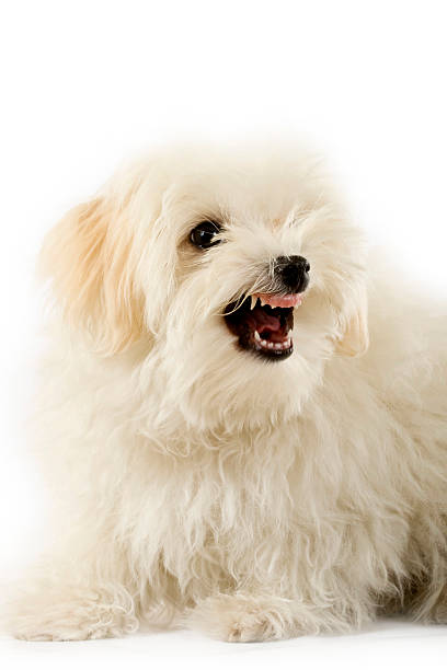 istock very intimidating bichon maltese showing it's teeth 96790790