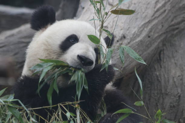 istock Famous Giant Panda, black and white, Beijing, China 967910468