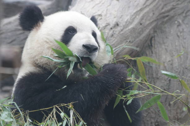 istock Famous Giant Panda, black and white, Beijing, China 967910478