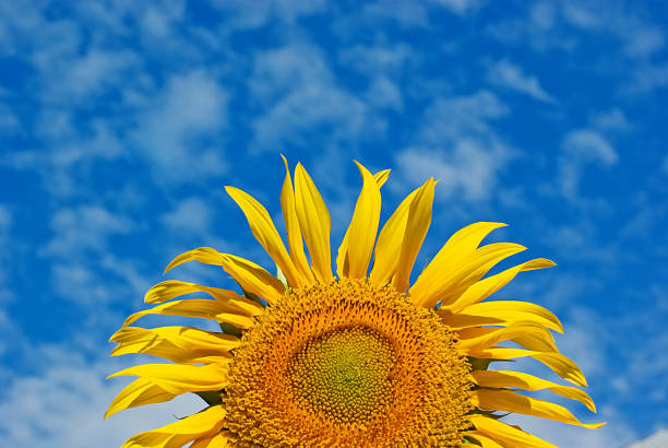 Girassol contra um céu azul nublado vivas - foto de acervo