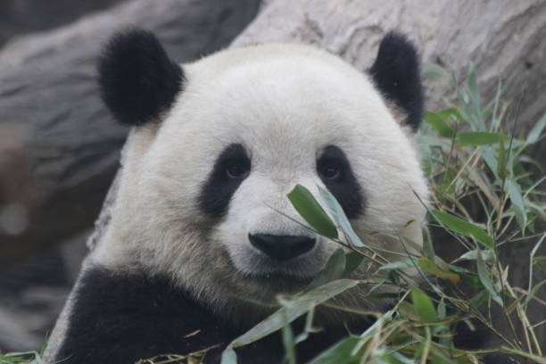 istock Famous Giant Panda, black and white, Beijing, China 967910504