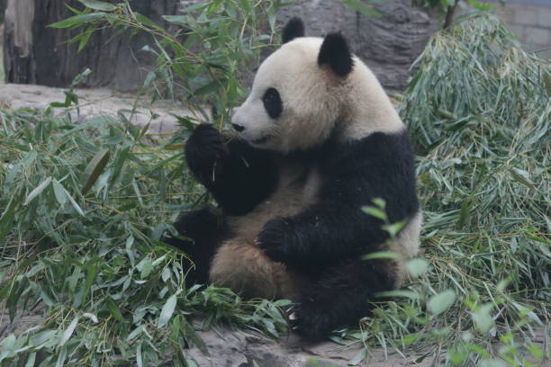 istock Famous Giant Panda, black and white, Beijing, China 967910552