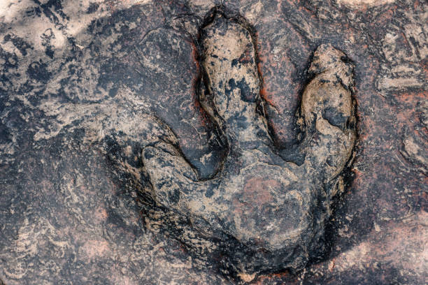 istock Real dinosaur footprint , Thailand. 967910638