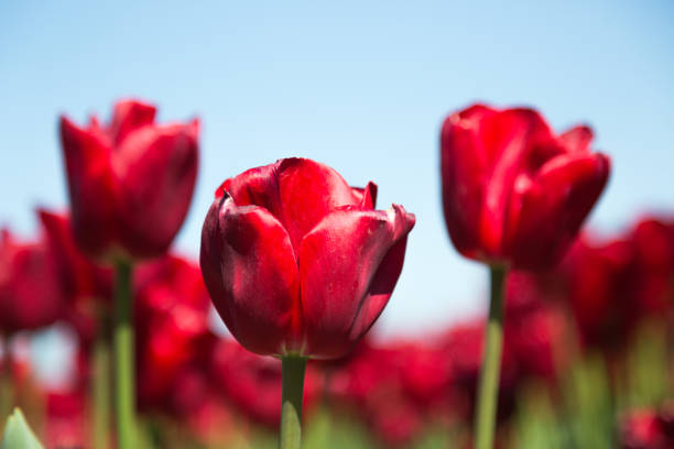 istock Hollandse tulpen 967910688