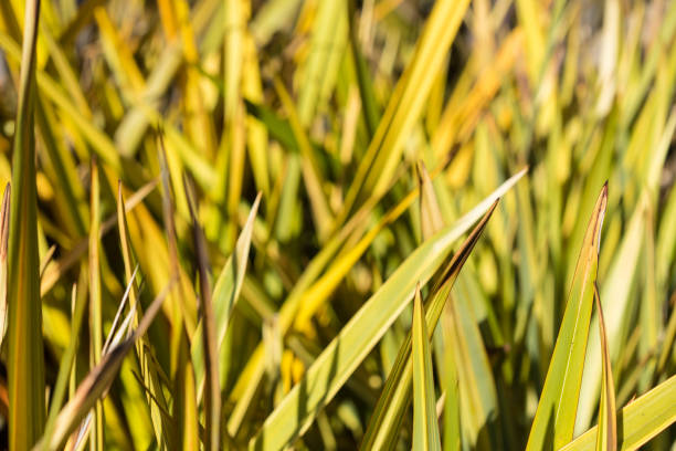 flax phormium agavaceae tanax dalla nuova zelanda - new zealand flax foto e immagini stock