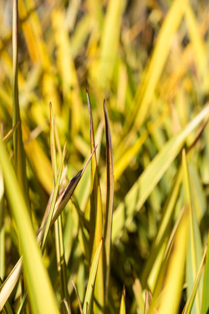 flax phormium agavaceae tanax dalla nuova zelanda - new zealand flax foto e immagini stock