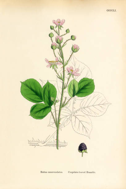 ilustrações, clipart, desenhos animados e ícones de cuspidate-com folhas de amora, rubus mucronulatus, ilustração botânica vitoriana, 1863 - cuspidate