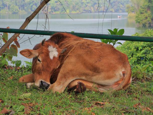 Sleeping cow in Pokhara.