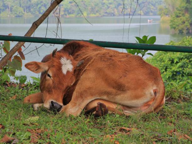 Sleeping cow in Pokhara. Sleeping cow at the shore of Fewa lake, Pokhara, Nepal. sleeping cow stock pictures, royalty-free photos & images