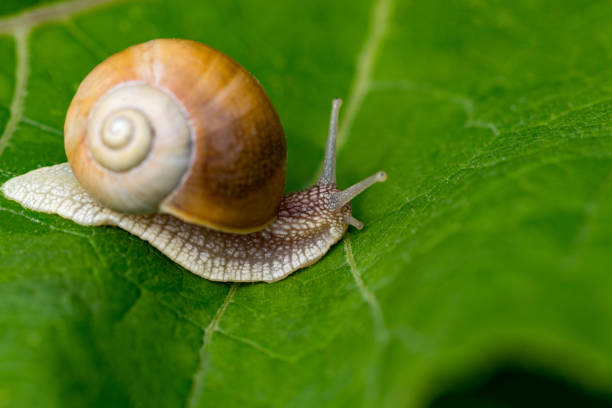 istock snail in the garden on green leaf 967918916
