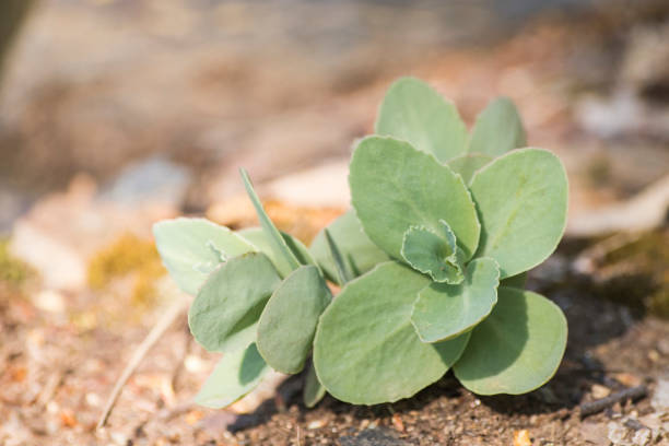 istock Succulent plant on a rock with an orange background composition 967922044