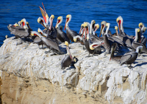 istock Santa Cruz, California 967922186
