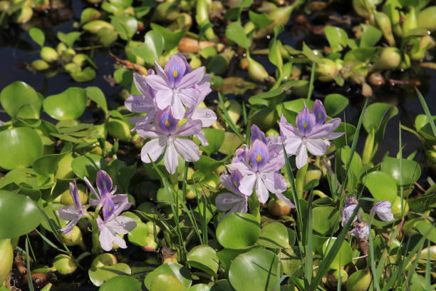 istock Water hyacinth growing at lake Begnas, Nepal. 967922460