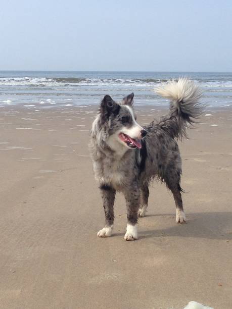 istock Blue merle border collie at the beach 967924190