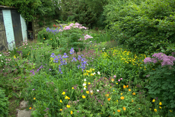 istock Herbaceous border in Spring, Scotland 967925296