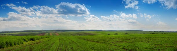 istock Green field wheat and cloudly sky panorama 967926390