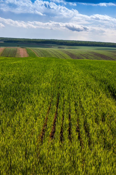 istock Green field of wheat rows and cloudly sky panoramic view 967926588
