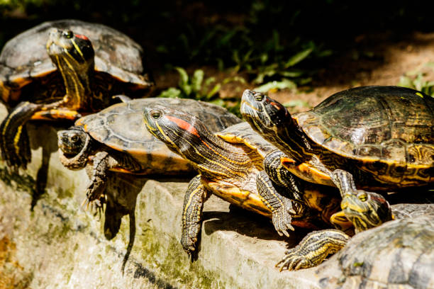 istock small freshwater turtles warm up in the sun 967926628