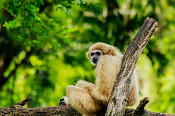 istock white handed gibbon  sitting in a tree  in nature. 967928334