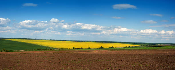 istock Fields of Oilseed Rape in Bloom and blue sky 967928970