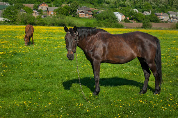 istock Horse on a spring yellow flowers field 967929346