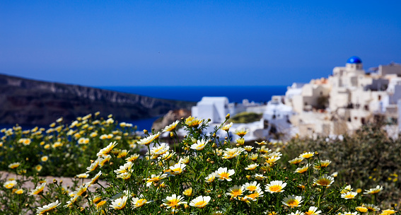 Santorini, Greece - Yellow flowers on the background of Oia village