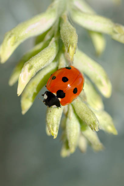 seven-spotted ladybug, Coccinella septempunctata Close up of seven-spotted ladybug, Coccinella septempunctata. Carrizo Plain National Monument, California, USA. carrizo plain stock pictures, royalty-free photos & images