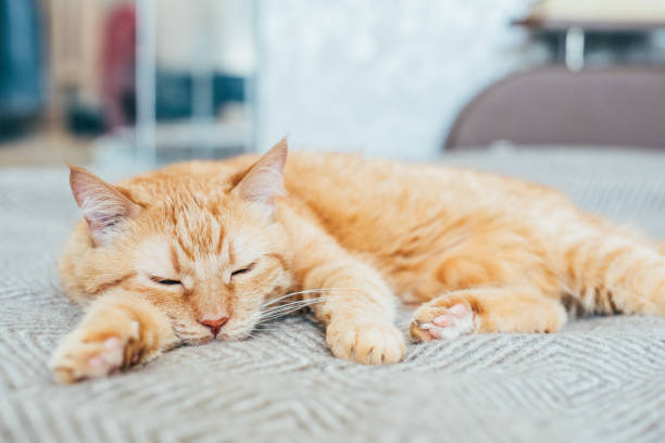 istock Big ginger cat laying on bed blanket sleeping 967934332