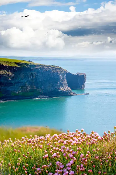 rocky jagged coastline and cliffs with flowers in county kerry ireland on the wild atlantic way