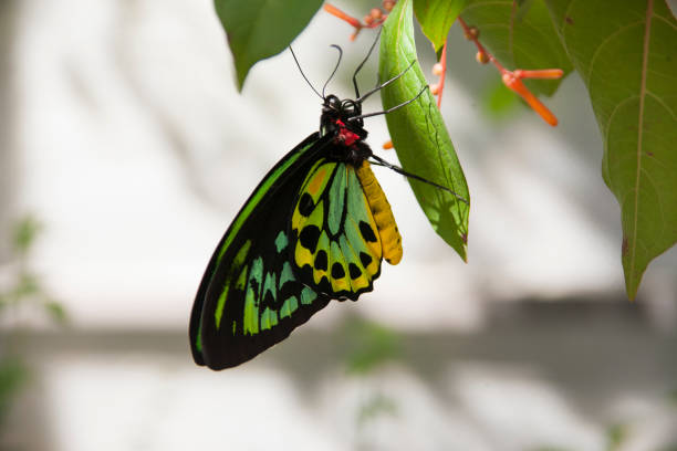 Lime green and brown malachite butterfly resting upside down on a leaf. Closeup with bokeh of butterfy with green background. Siproeta stelenes