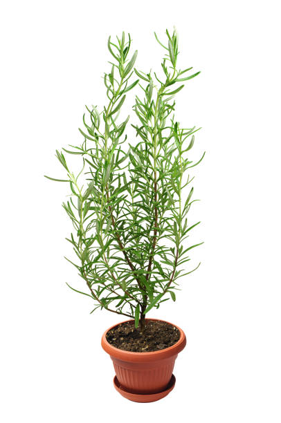 istock Rosemary plant in pot 967938522