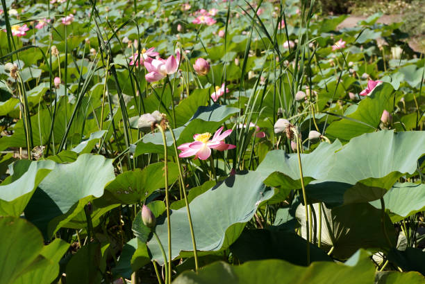 Lotuses field on the lake in a flood plain of the Volga River stock photo