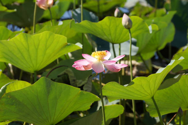 Lotus flower on the lake in a flood plain of the Volga River stock photo