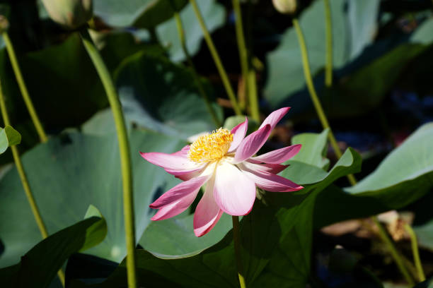 Lotus flower on the lake in a flood plain of the Volga River stock photo